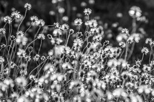 斑马的科普知识：揭秘黑白条纹的生存智慧与独特魅力