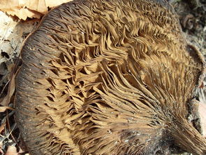 菌类种类大全：从食用到药用，揭秘真菌王国的健康密码与识别技巧