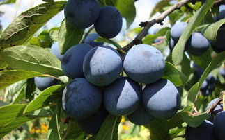 菌类种类介绍及图片大全：轻松识别可食用与有毒菌，享受安全美味与生态乐趣